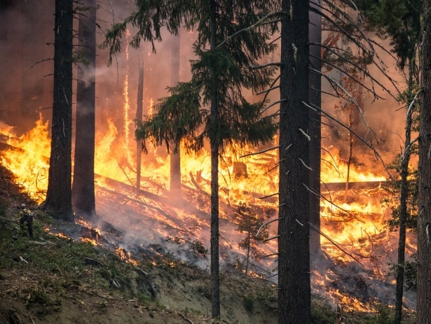 forest-fire-1493436144fp6.jpg